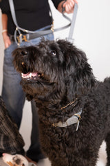 Long Leash Roma Grey