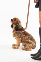 Harness Monaco