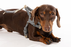 Harness Monaco