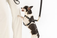 Harness Monaco