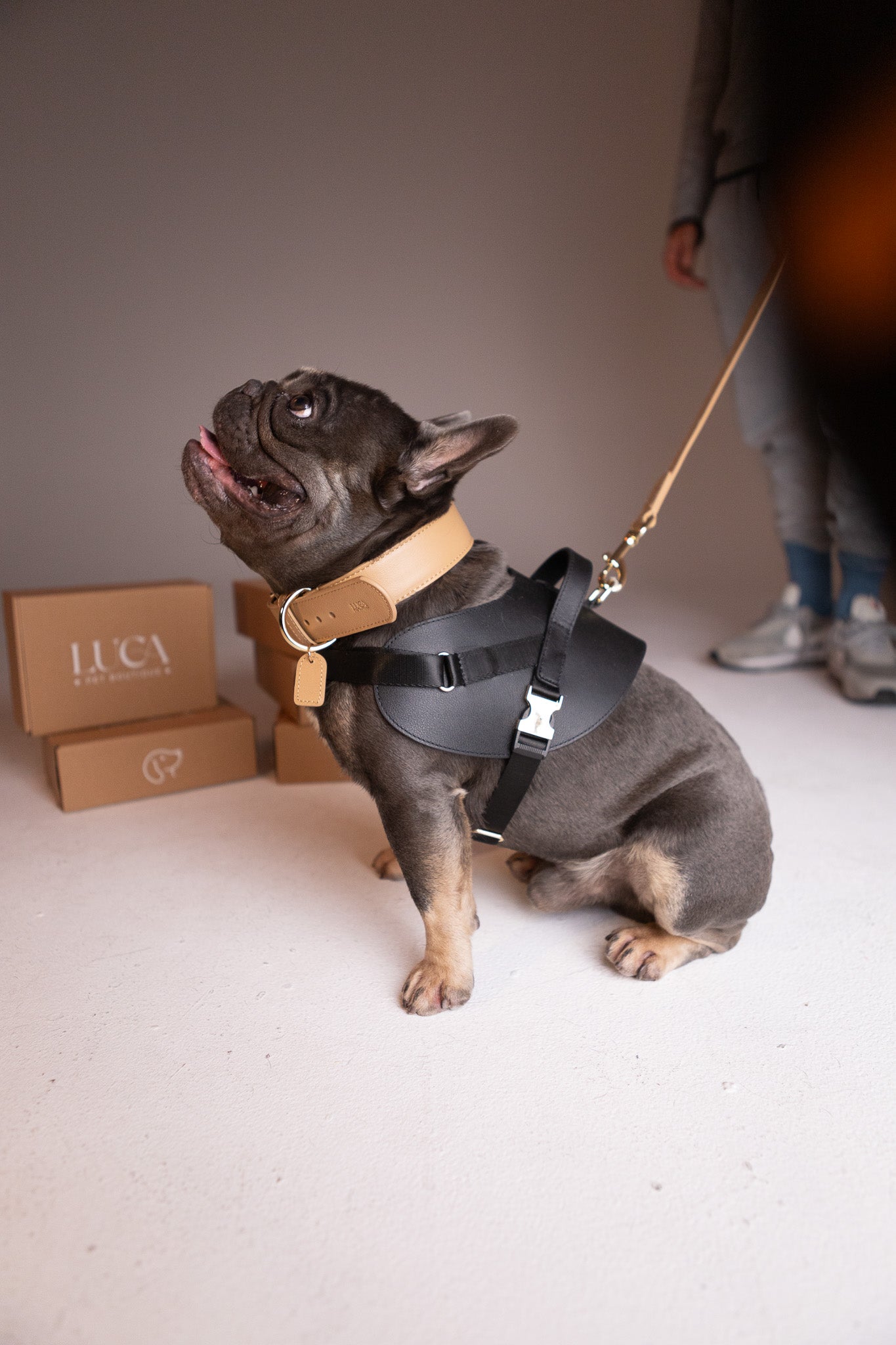 Long Leash Roma Rose