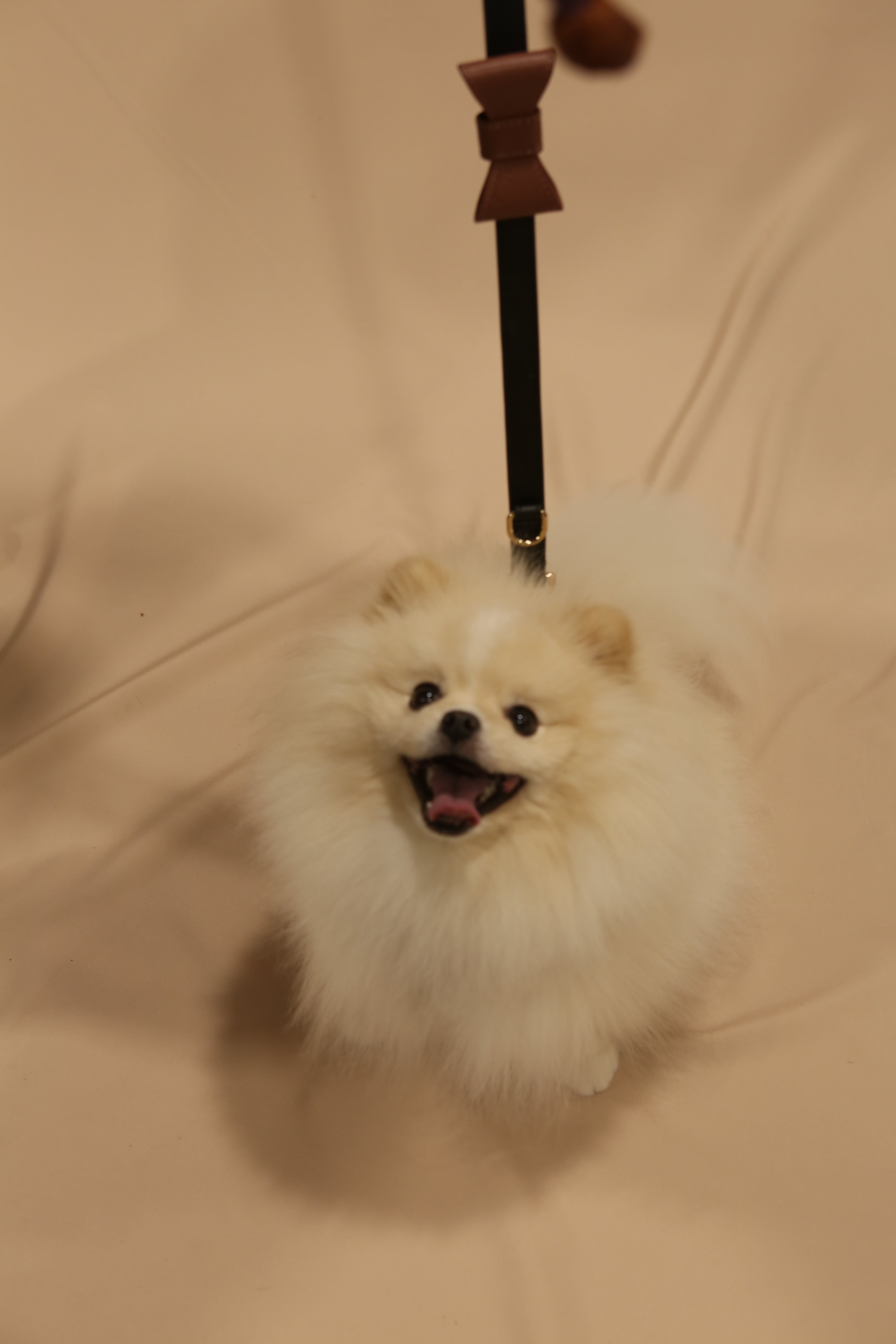 Long Leash Roma Rose
